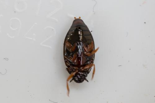 Gyrinus sp.